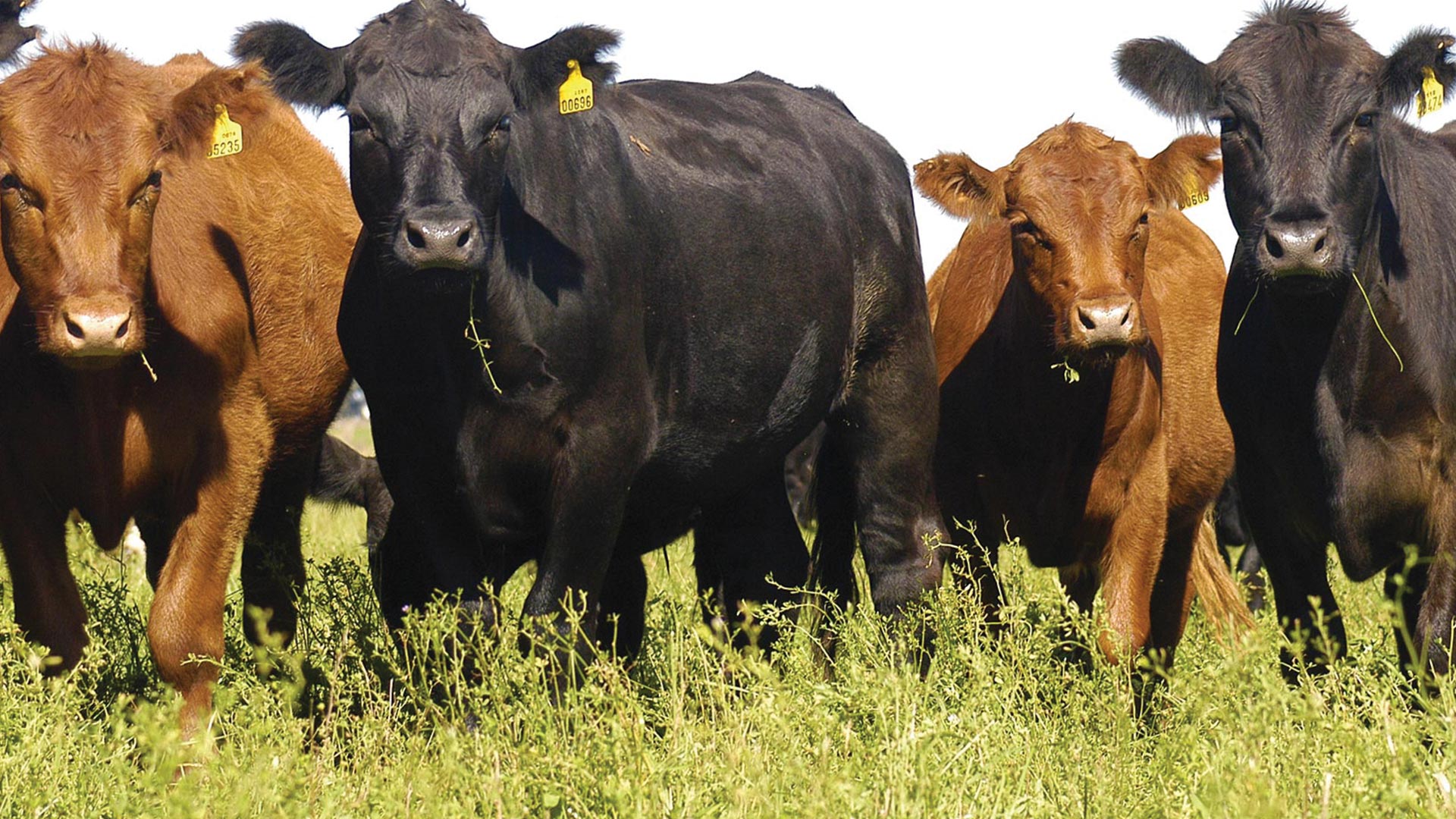 Argentinean beef - grass/cereal fed - Luiten Food